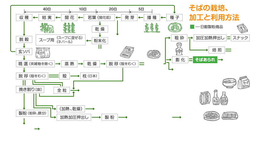 そばの栽培、加工と利用方法