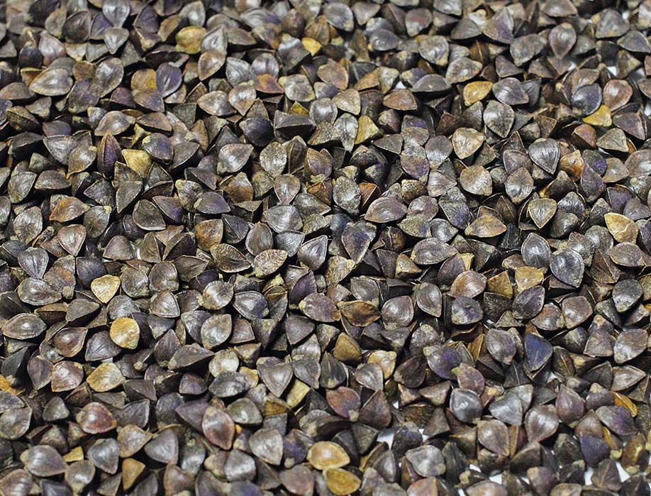 仕事を知る 日穀製粉株式会社 RECRUIT SITE